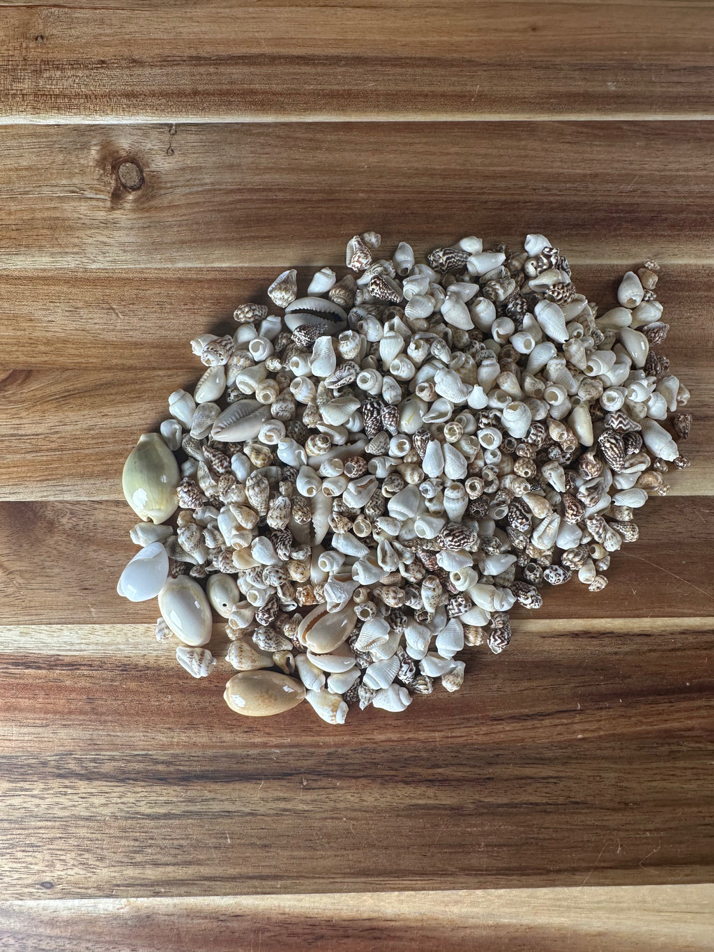 Mixed Shell Beads (1 Hole/500PC)