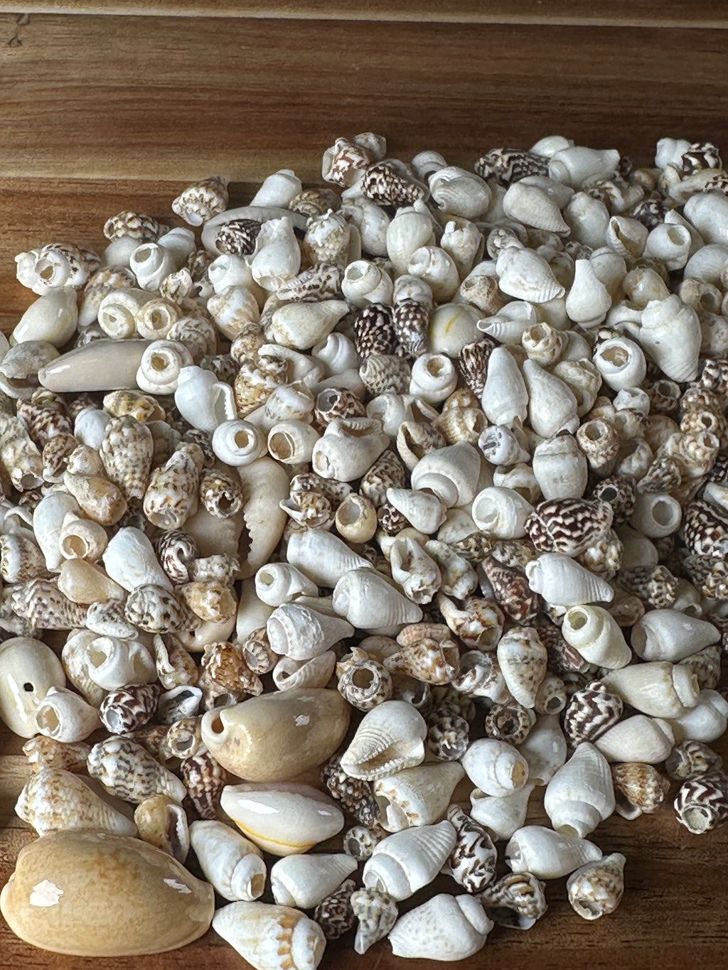 Mixed Shell Beads (1 Hole/500PC)