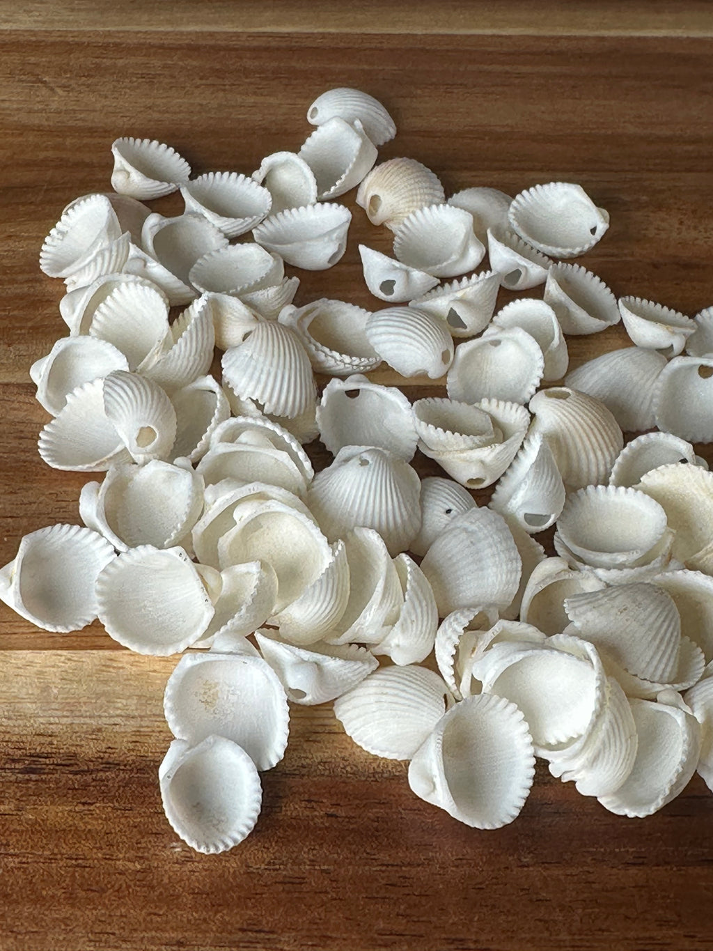 Mini White Clam Shells (1 Hole/100PC)