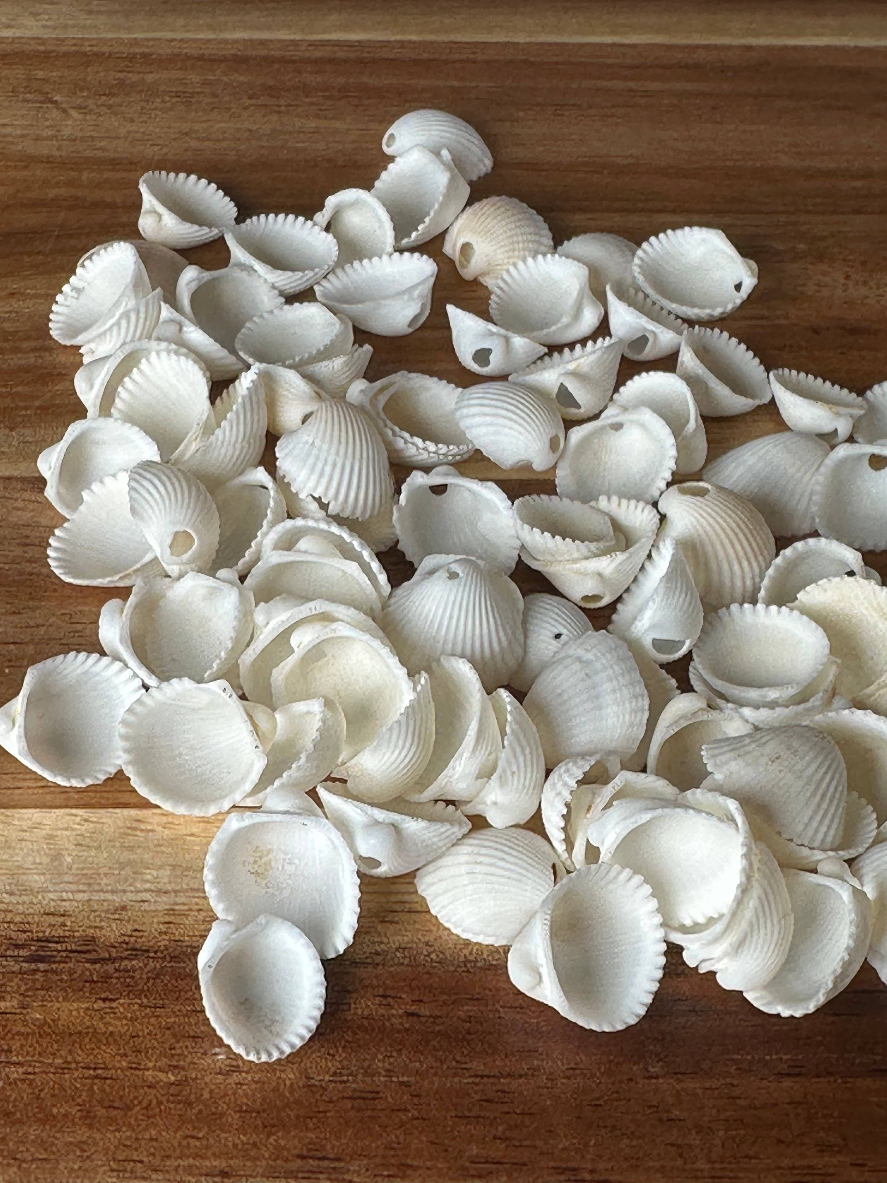 Mini White Clam Shells (1 Hole/100PC)