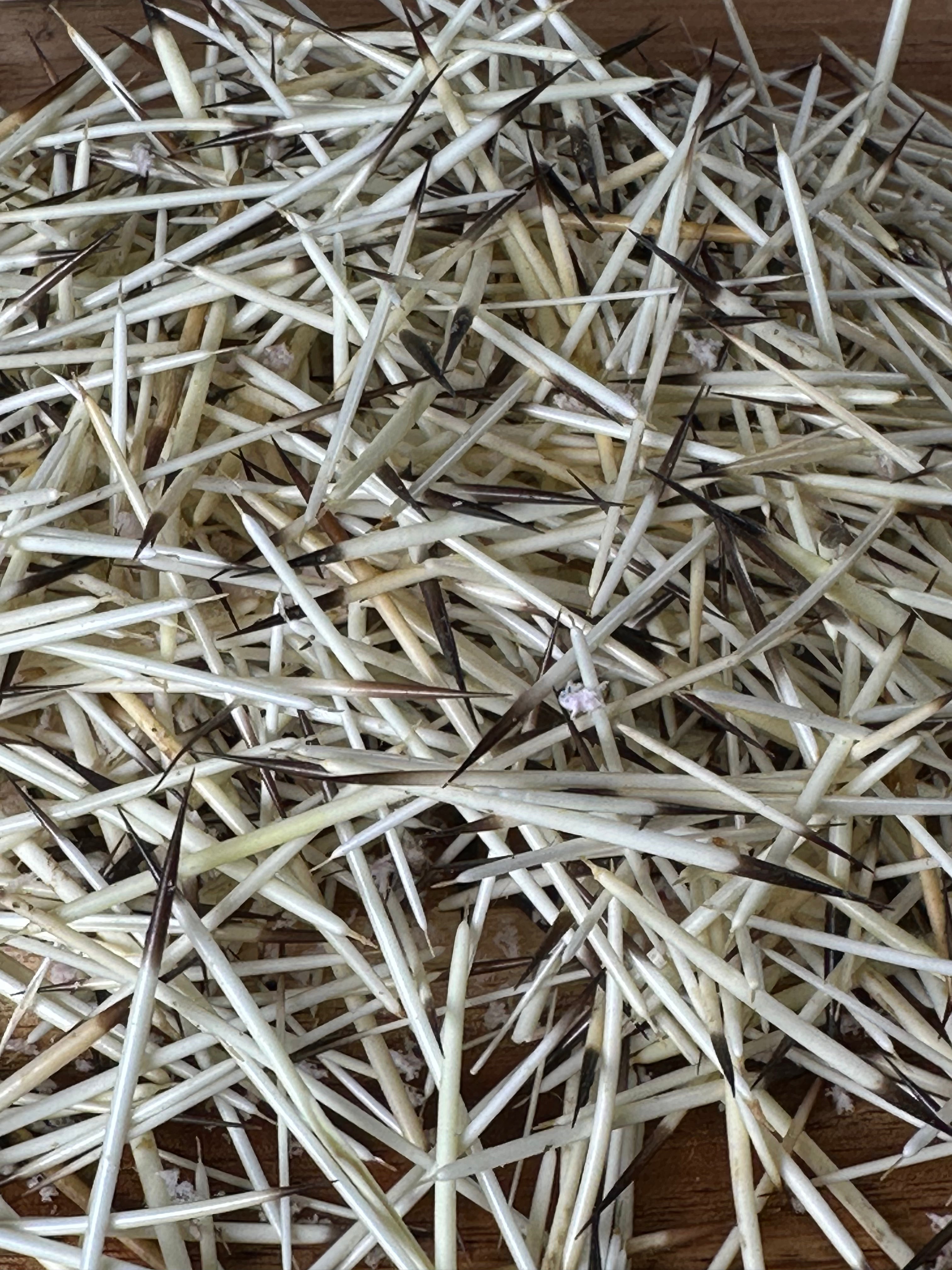 Porcupine Quills 1/2oz