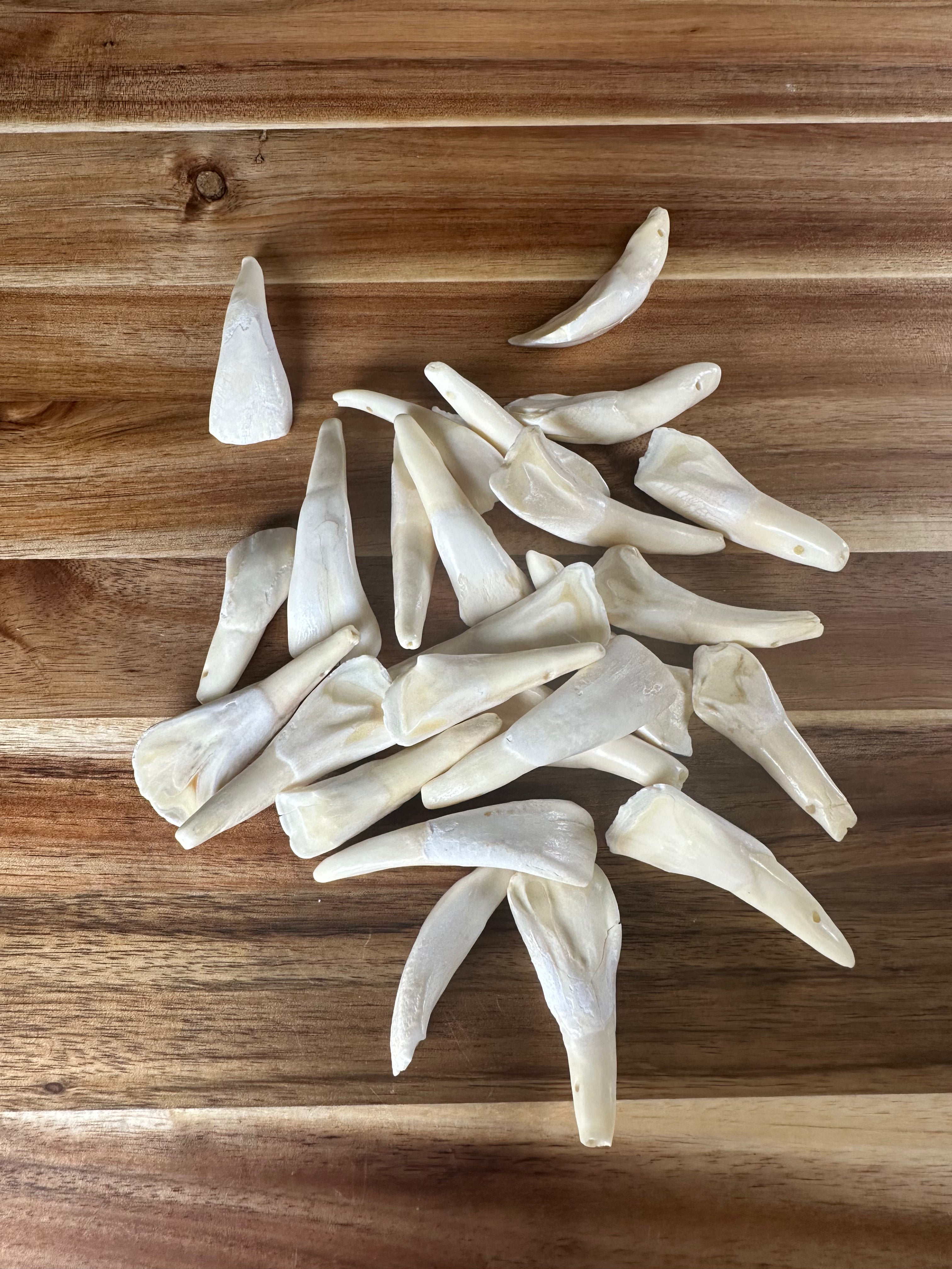 Large Buffalo Teeth (25 Pack)