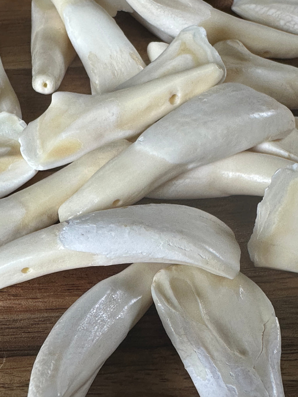 Large Buffalo Teeth (25 Pack)