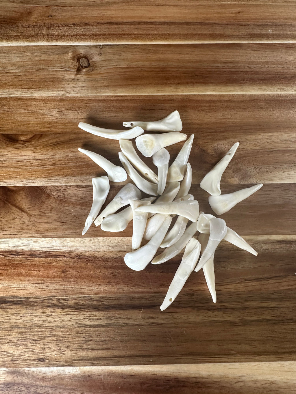 Mini Buffalo Teeth (25 Pack)