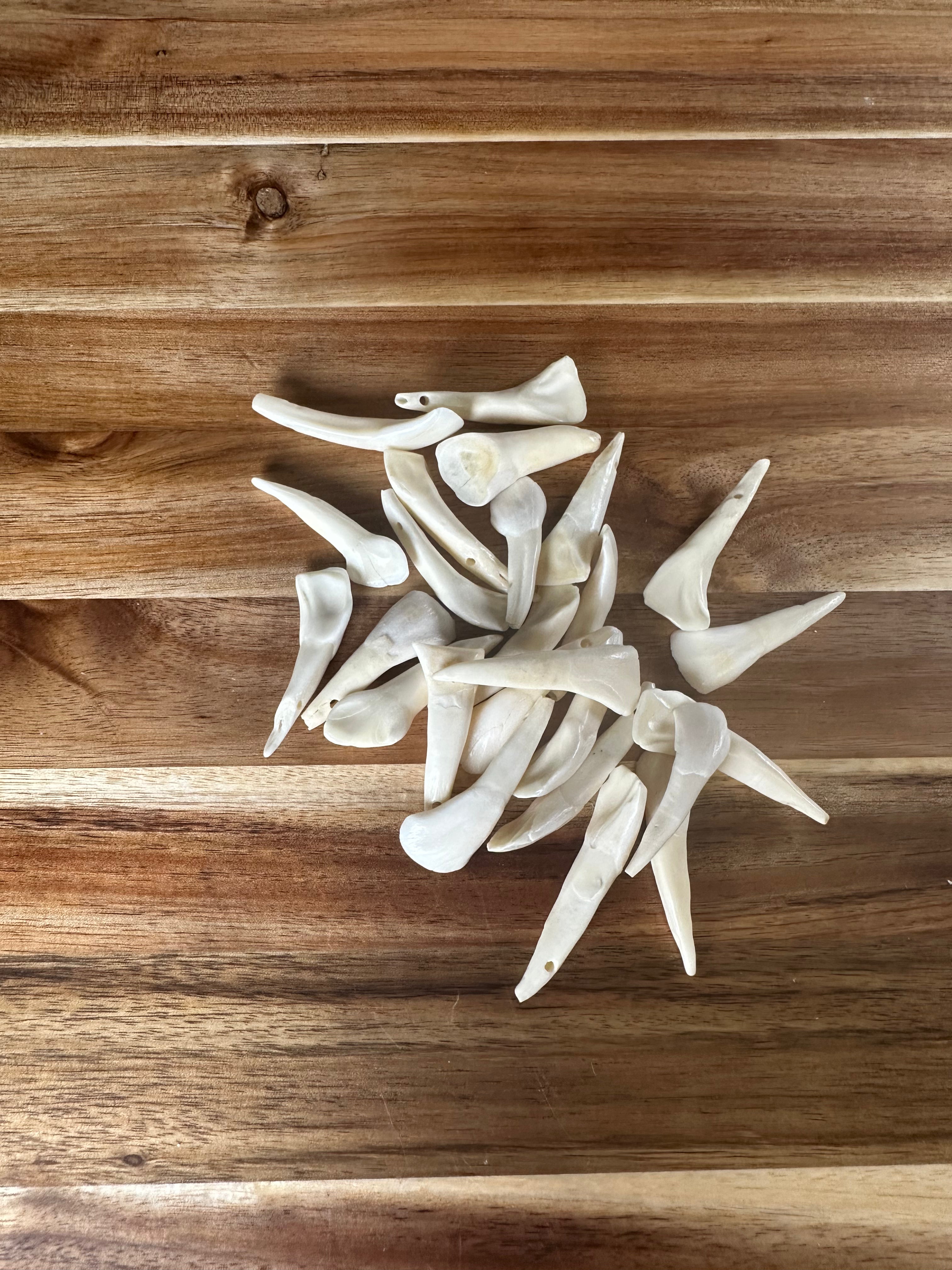 Mini Buffalo Teeth (25 Pack)