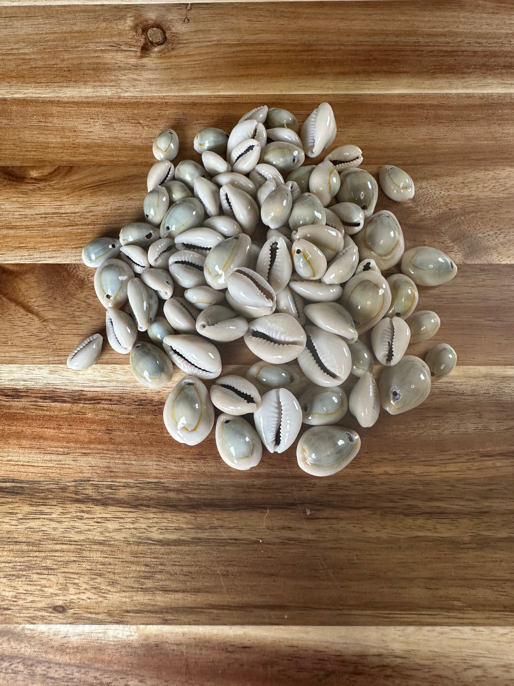 Ringtop Cowrie Shells (4OZ)