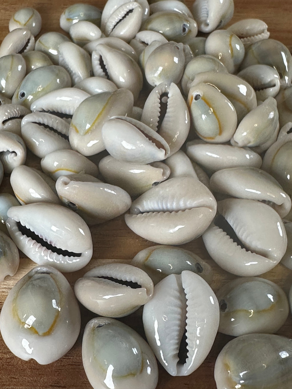 Ringtop Cowrie Shells (4OZ)