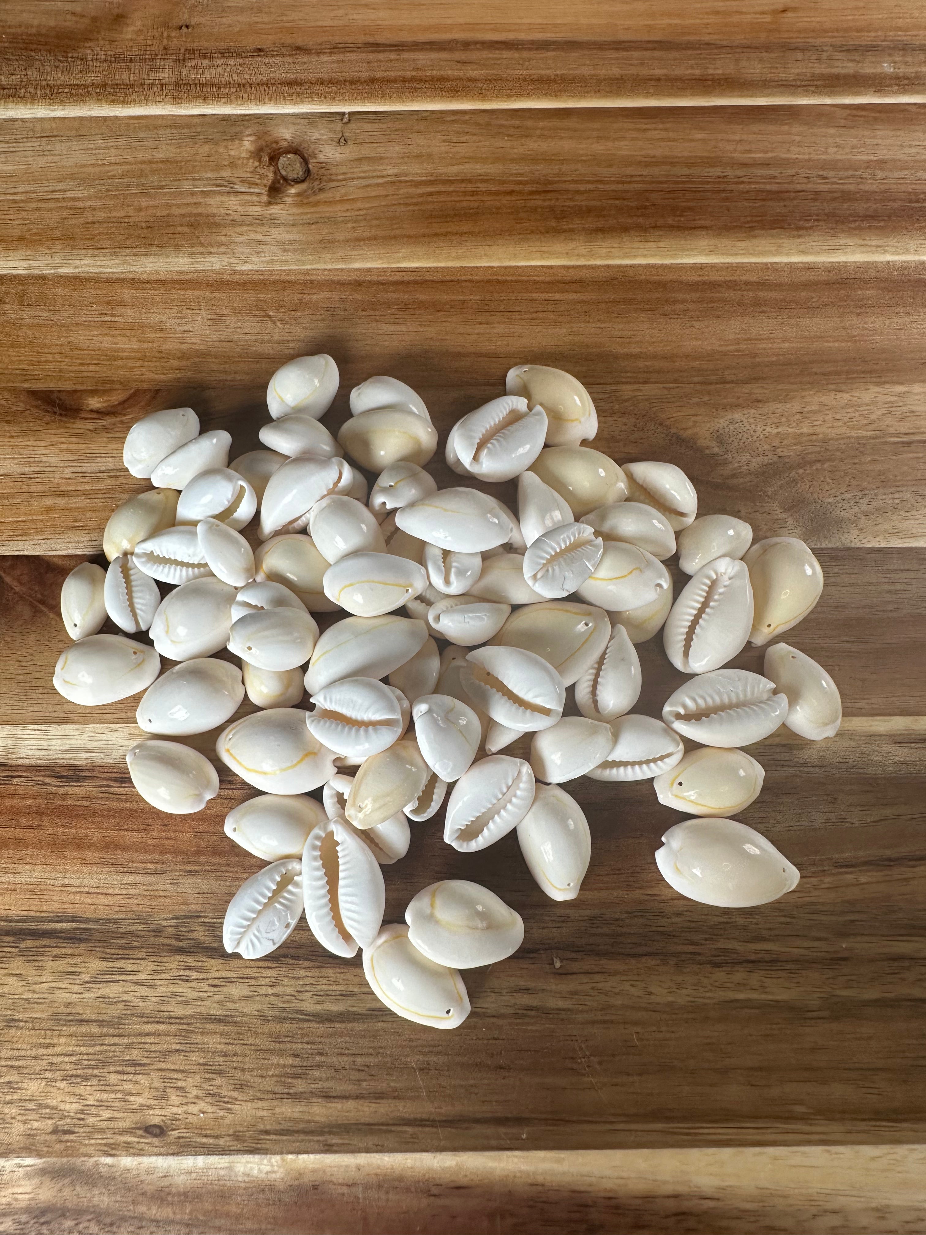 Roasted Cowrie Shells  (4OZ)