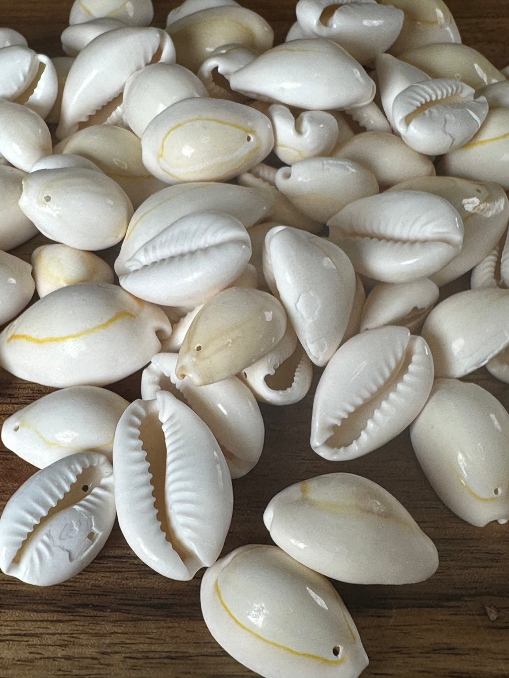 Roasted Cowrie Shells  (4OZ)