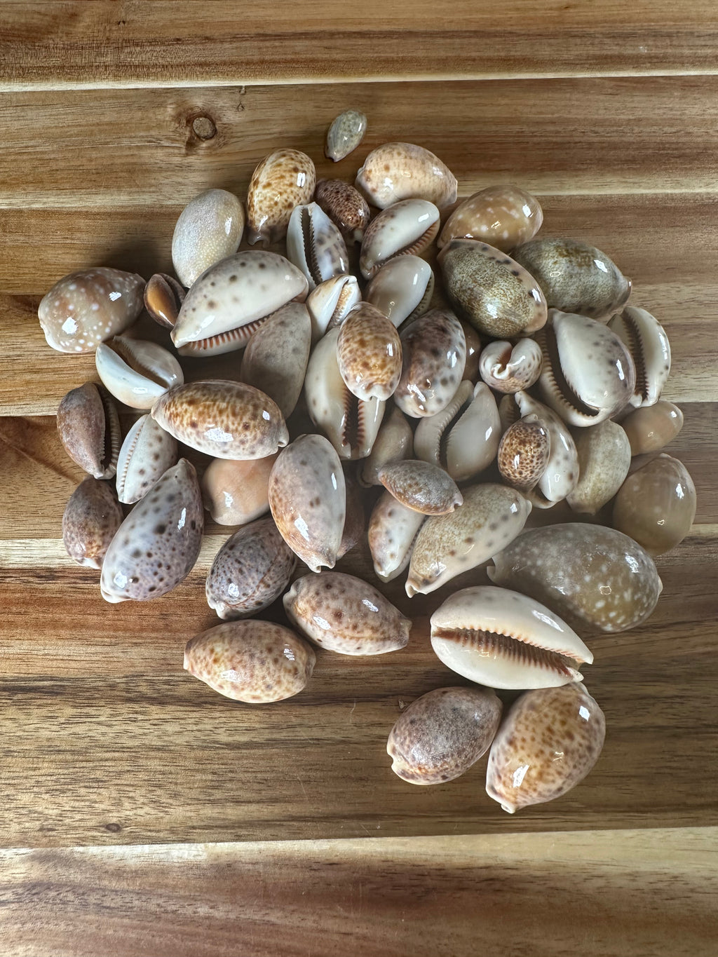 Lynx Cowrie Shells 250G