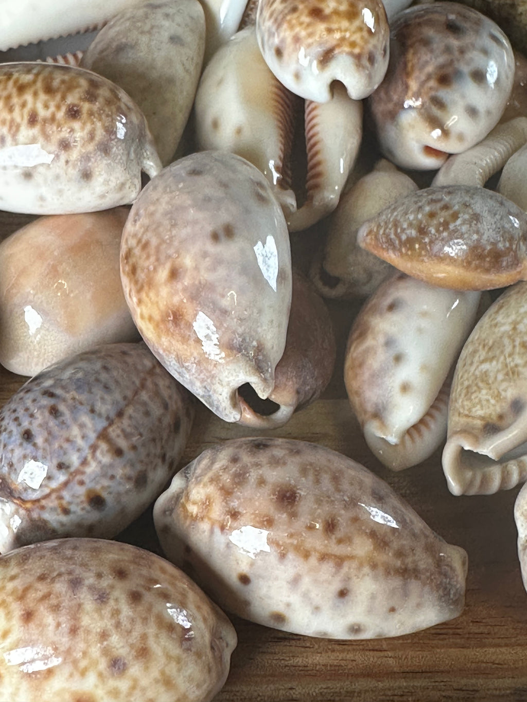 Lynx Cowrie Shells 250G