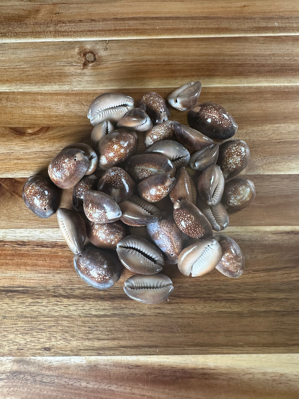 Snakehead Cowrie Shells 250G