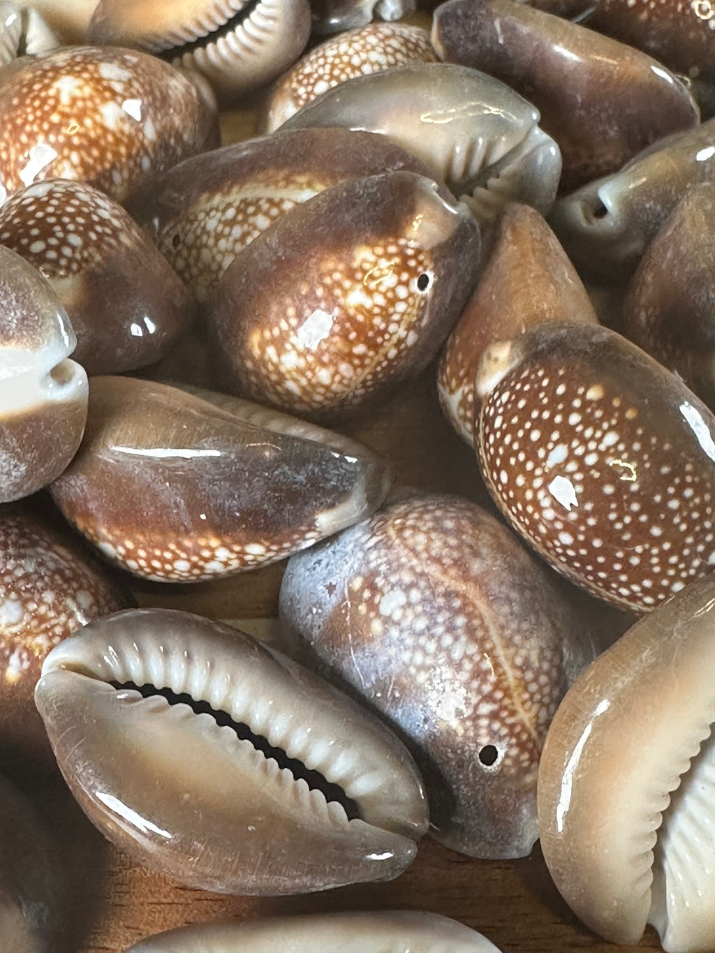 Snakehead Cowrie Shells 250G