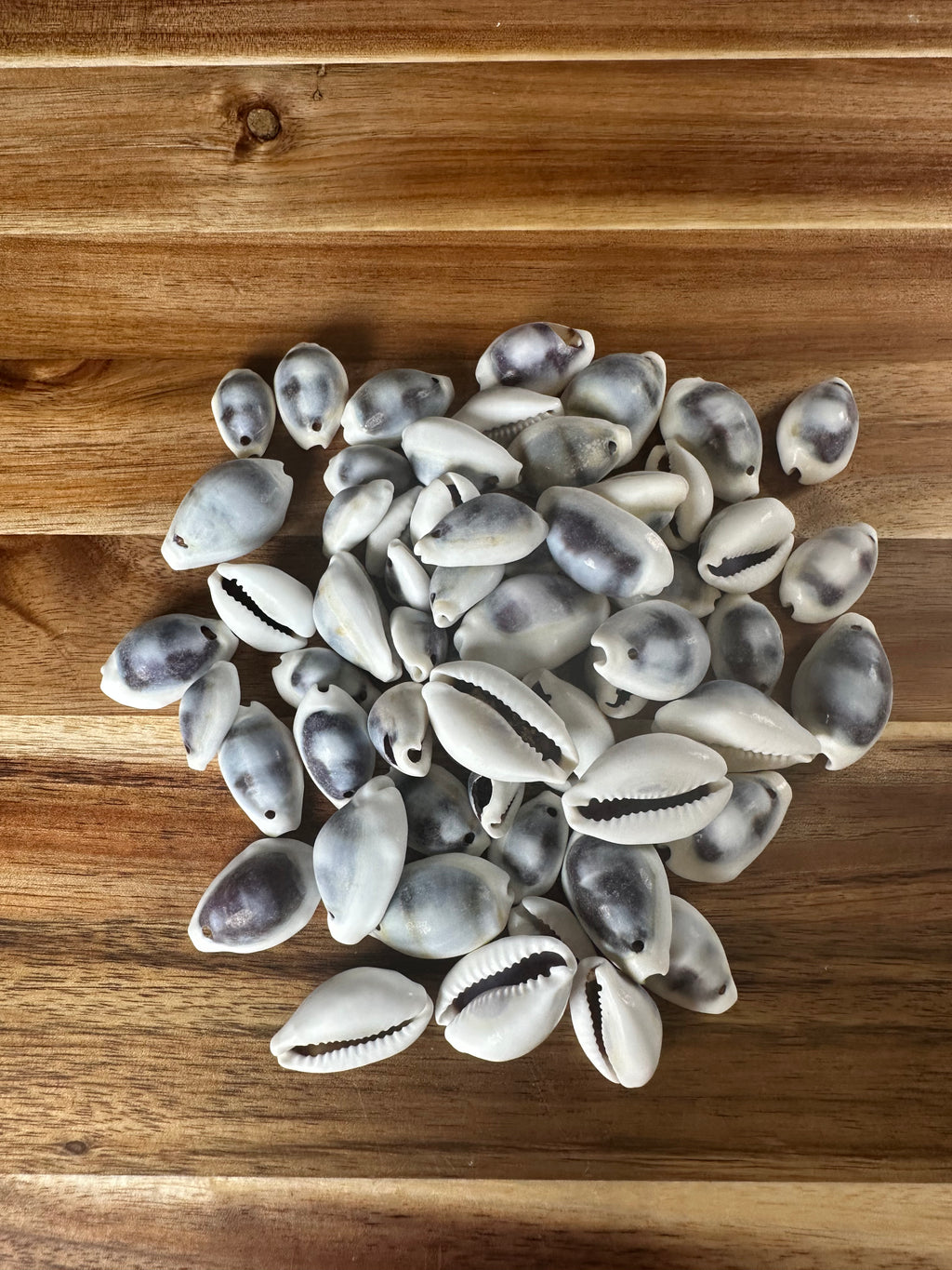 Purple Cowrie Shells (4OZ)