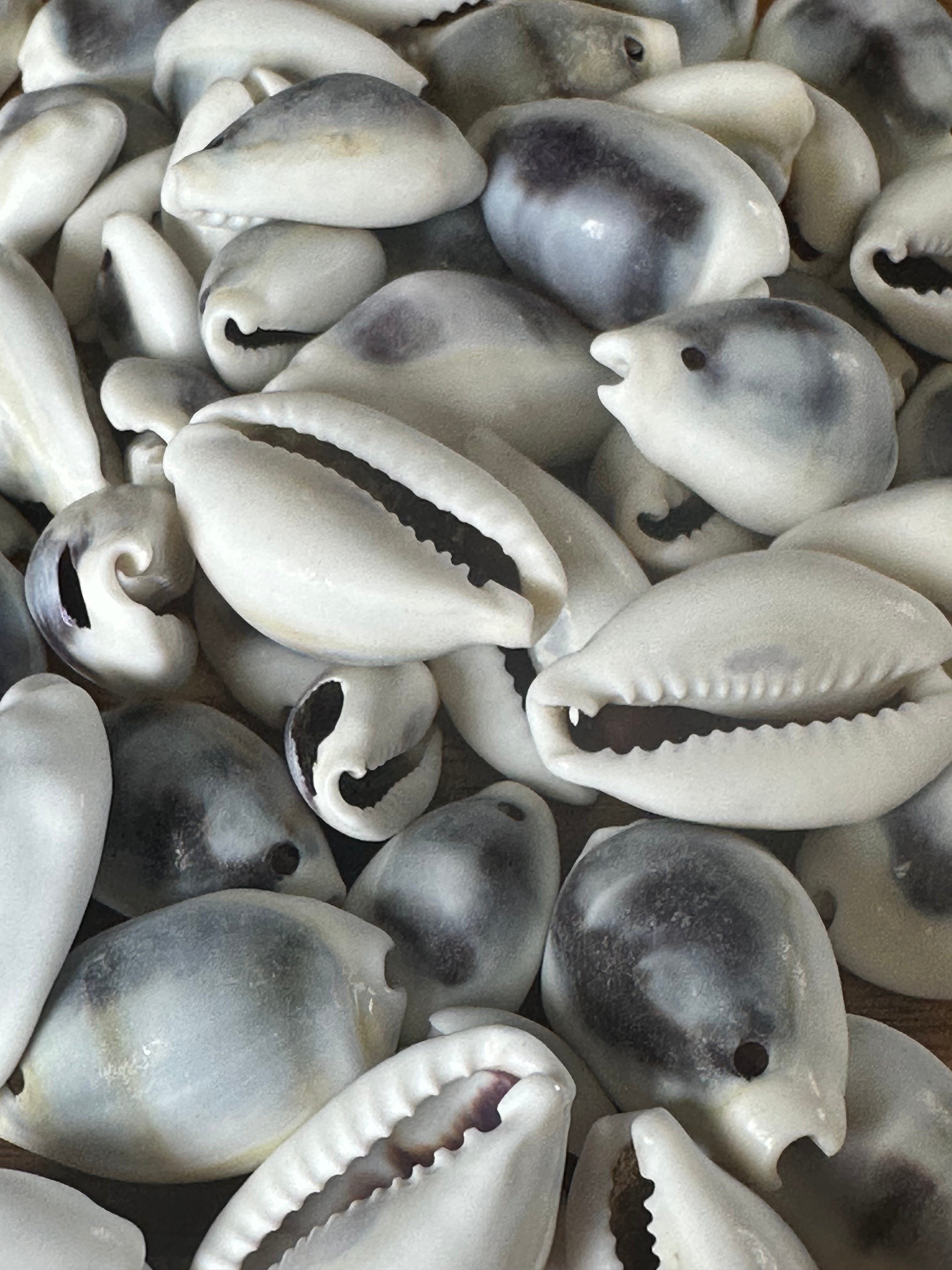 Purple Cowrie Shells (4OZ)