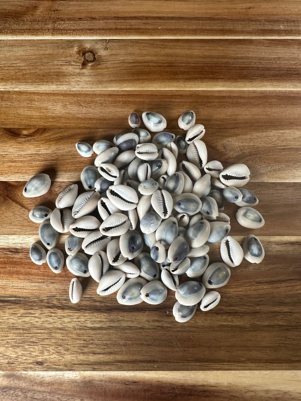 Purple Top Cowrie Shells (4OZ)