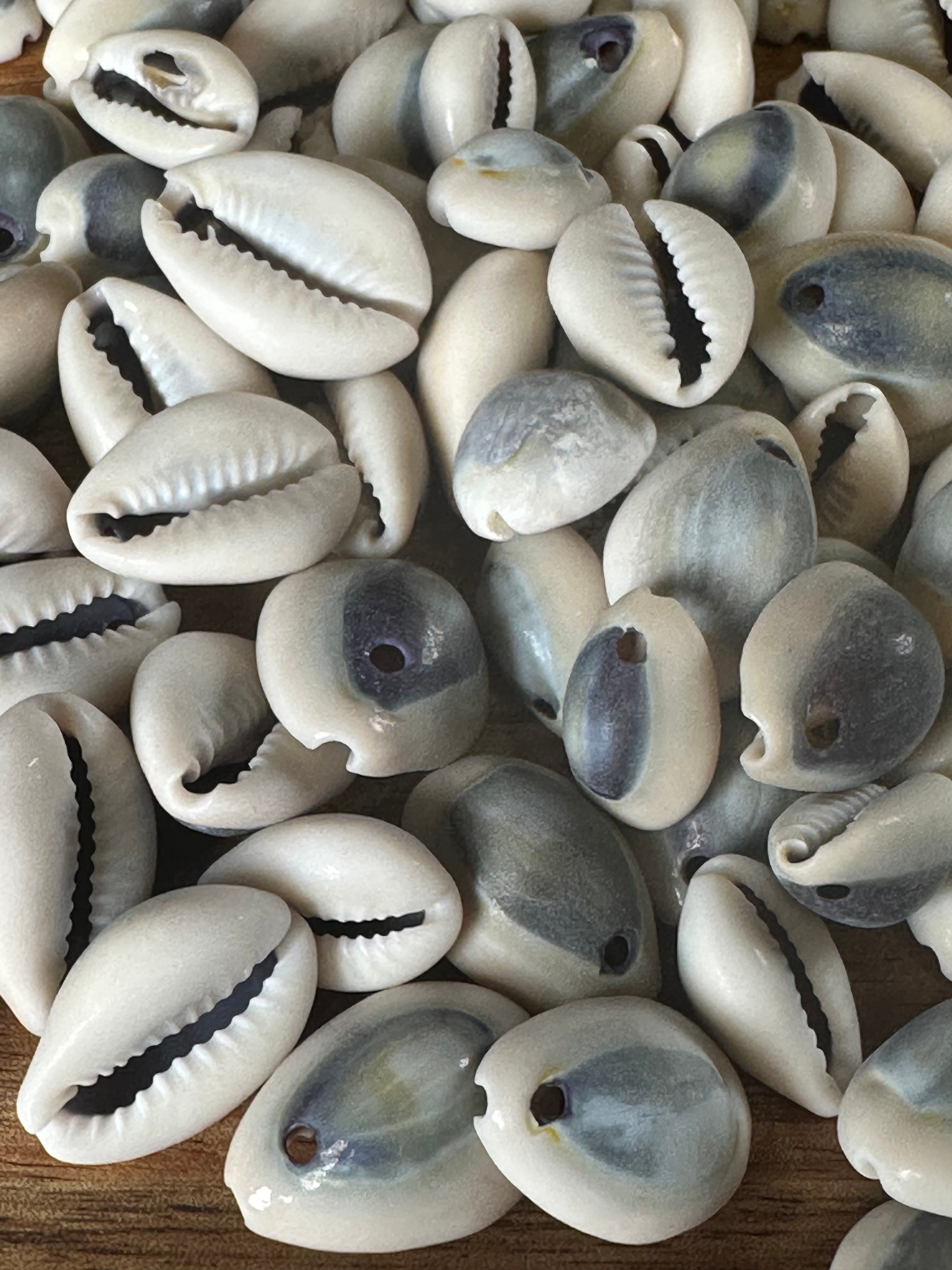 Purple Top Cowrie Shells (4OZ)
