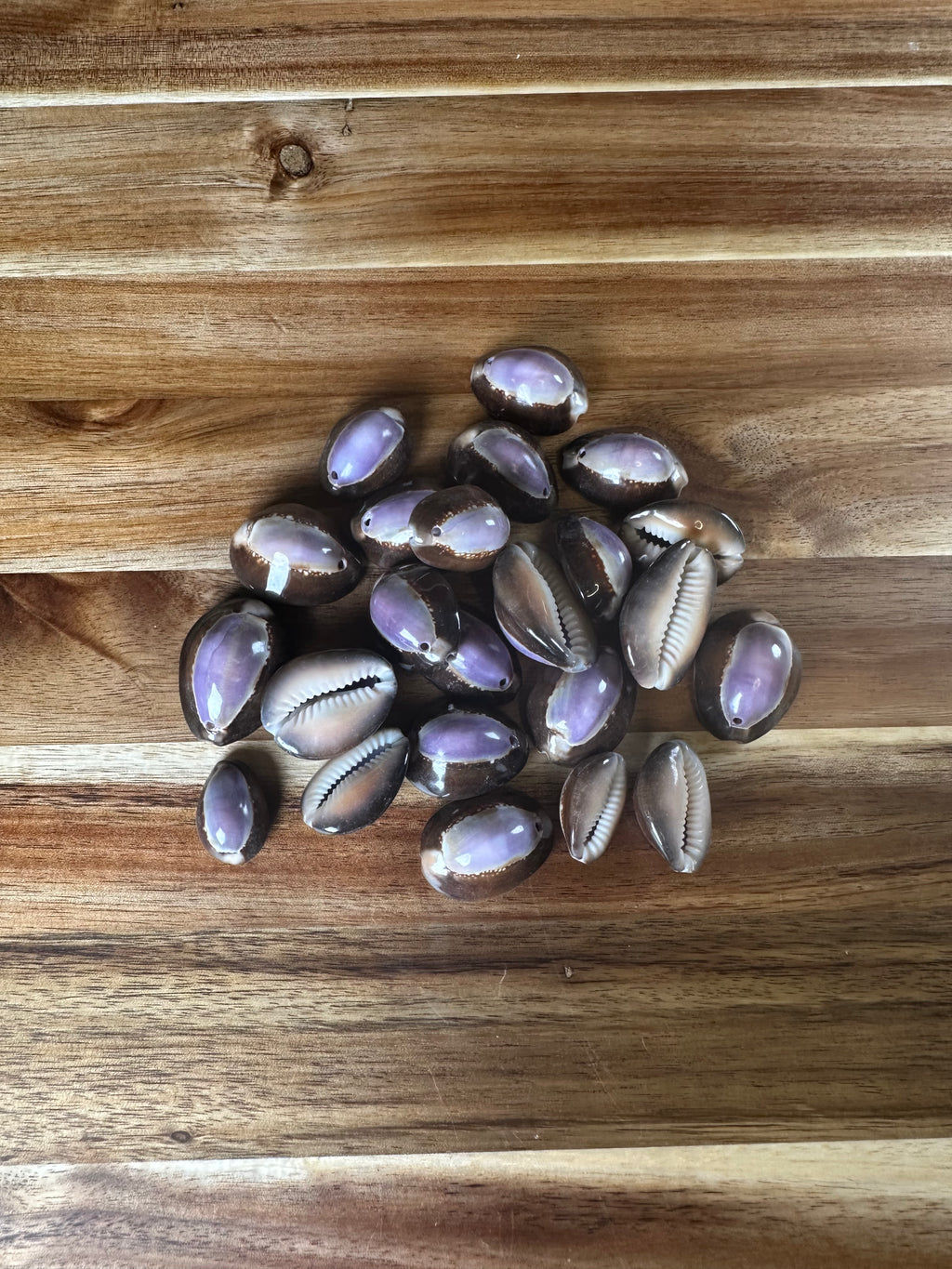 Snakehead Purple Top Cowrie Shells (4OZ)
