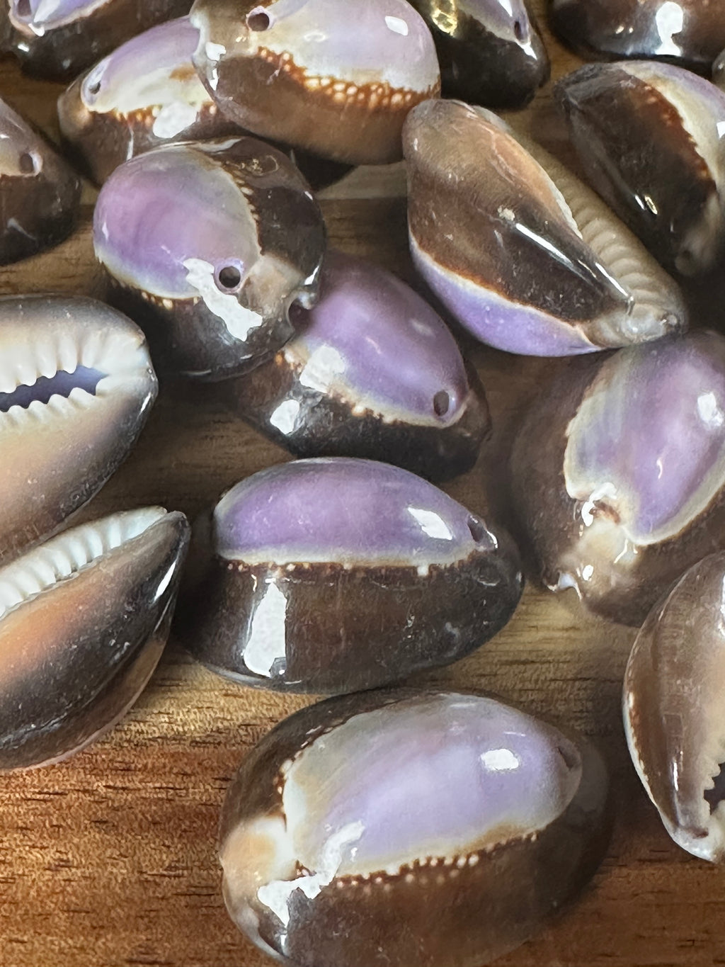 Snakehead Purple Top Cowrie Shells (4OZ)