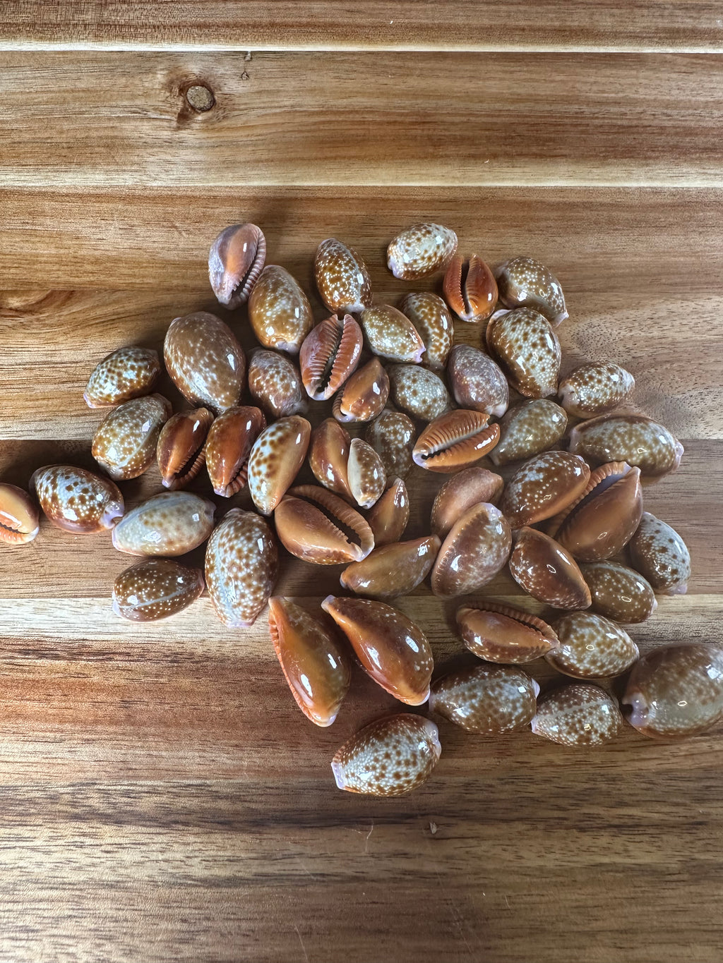 Honey Cowrie Shells (50PC)