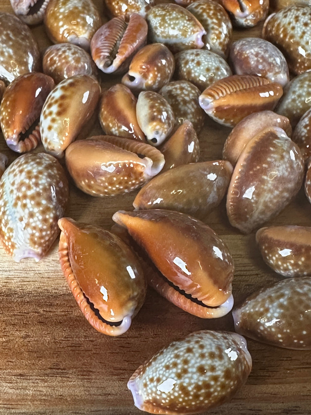 Honey Cowrie Shells (50PC)