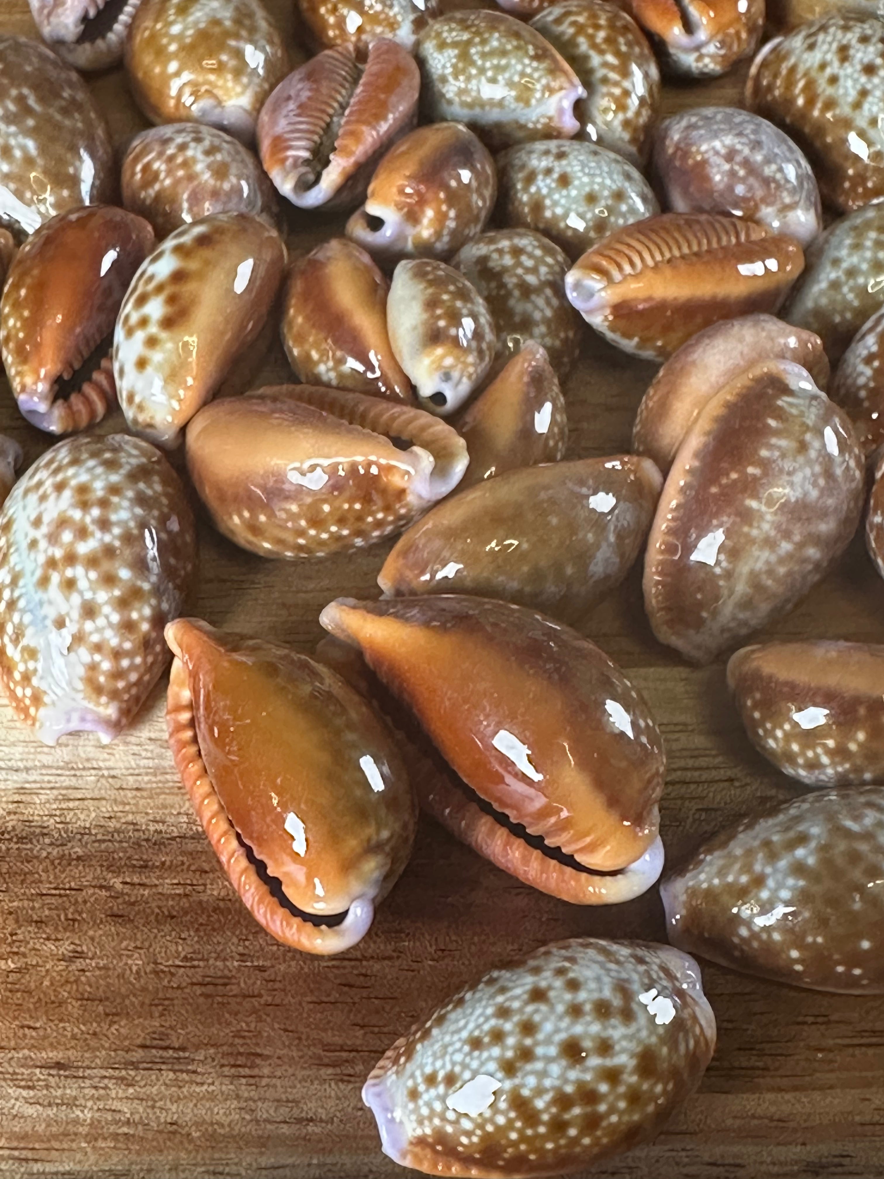 Honey Cowrie Shells (50PC)