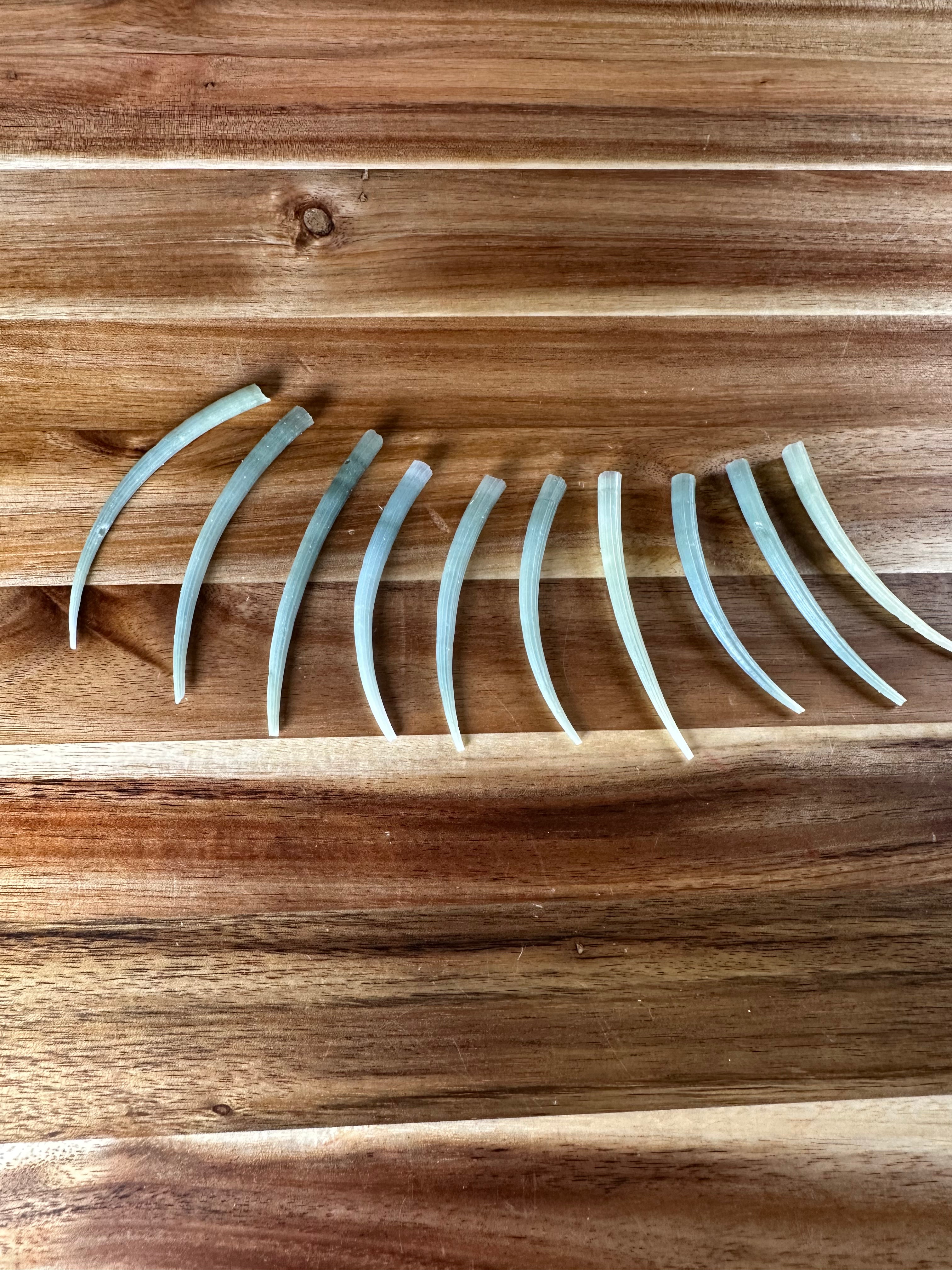 Green Dentalium Smooth Clean 2"-3" (10 PC)