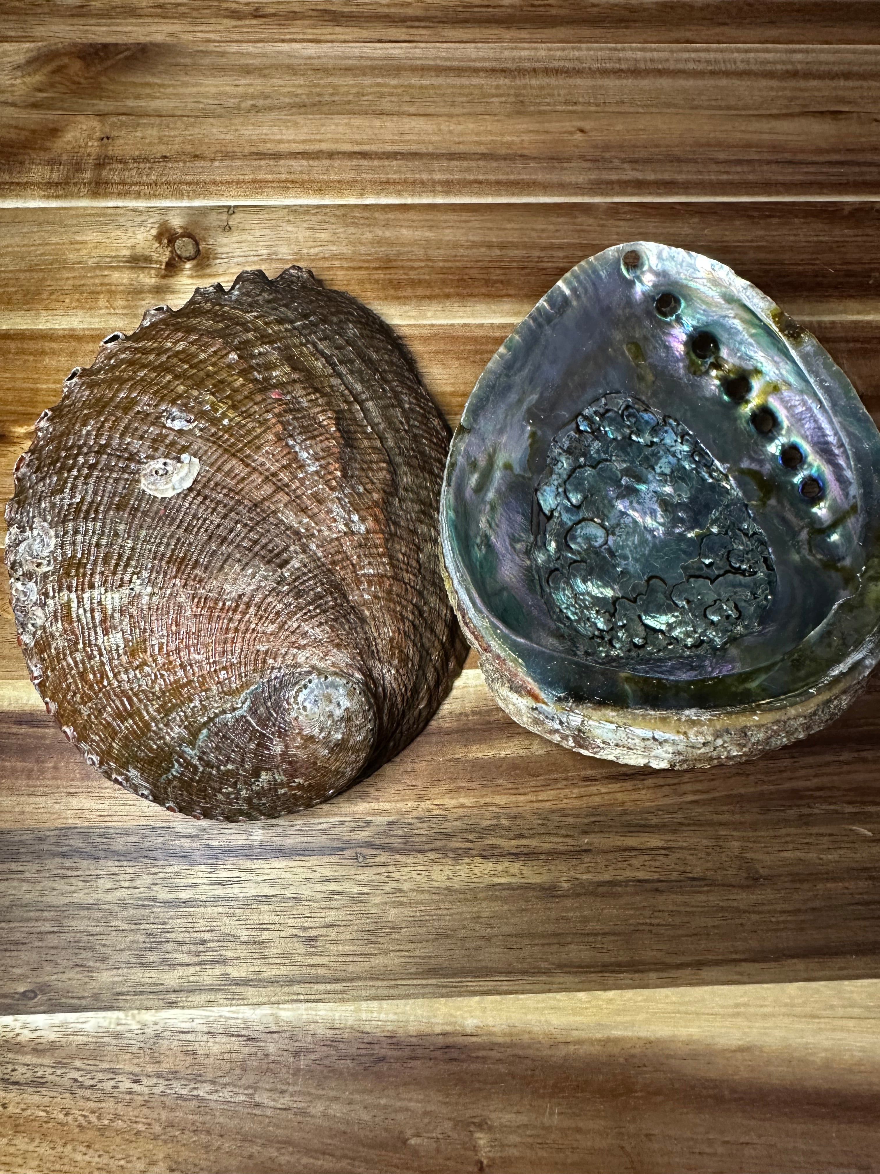 Abalone Shell Green 6-7"