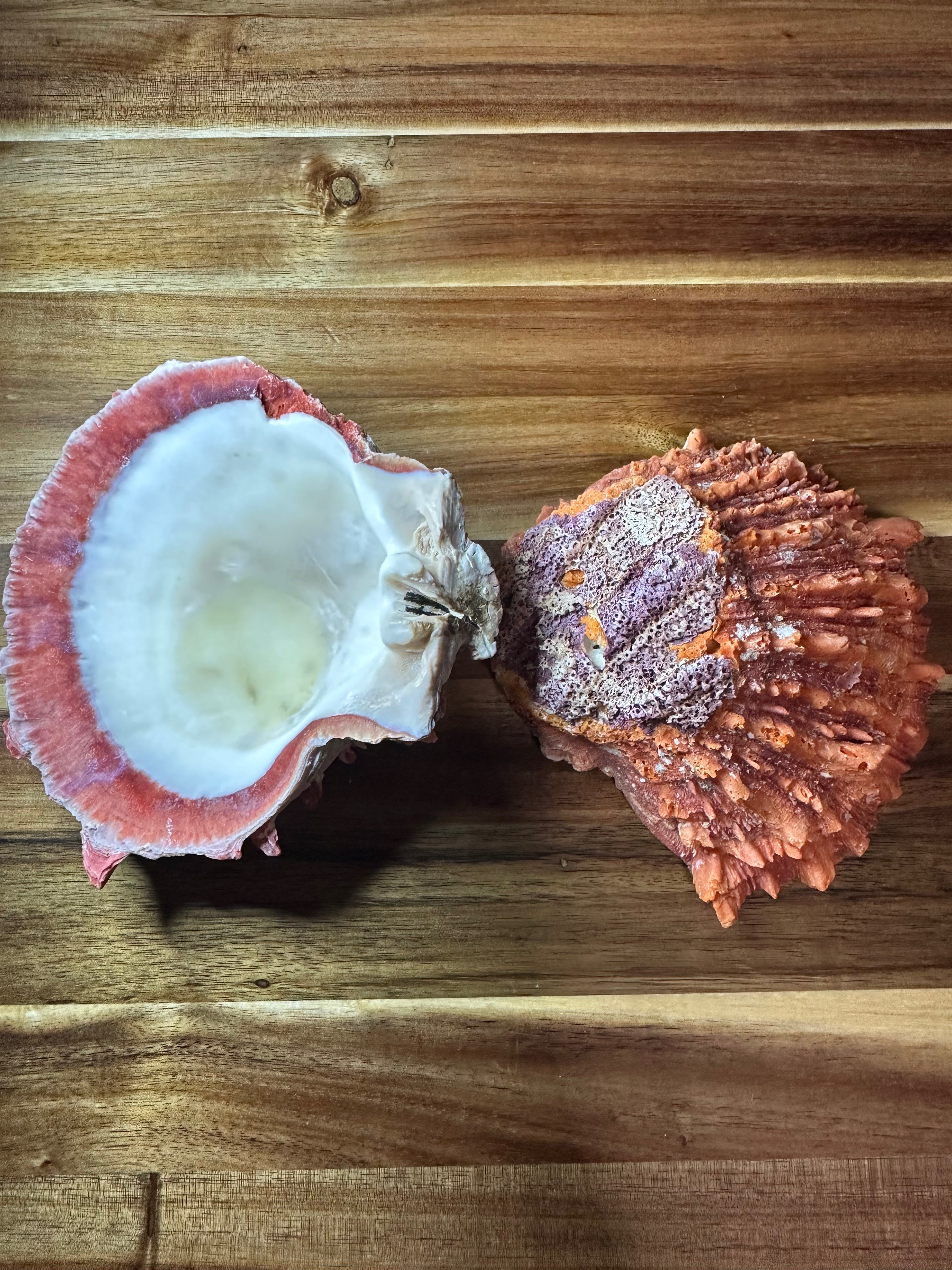 Spiny Oyster Shell 5" (ONE SIDE)