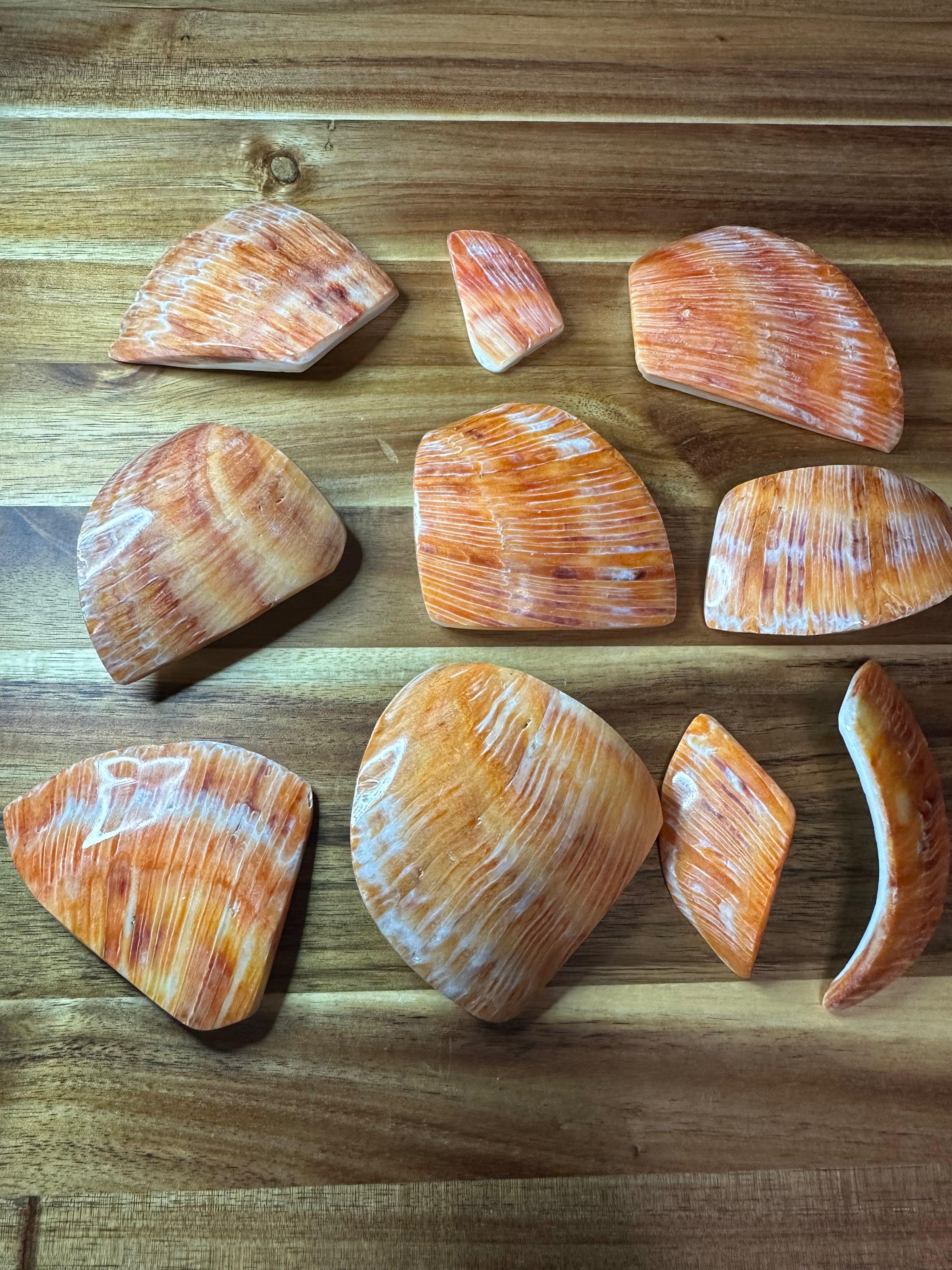 Spiny Oyster Polished Pieces Red/Orange (1 Piece)
