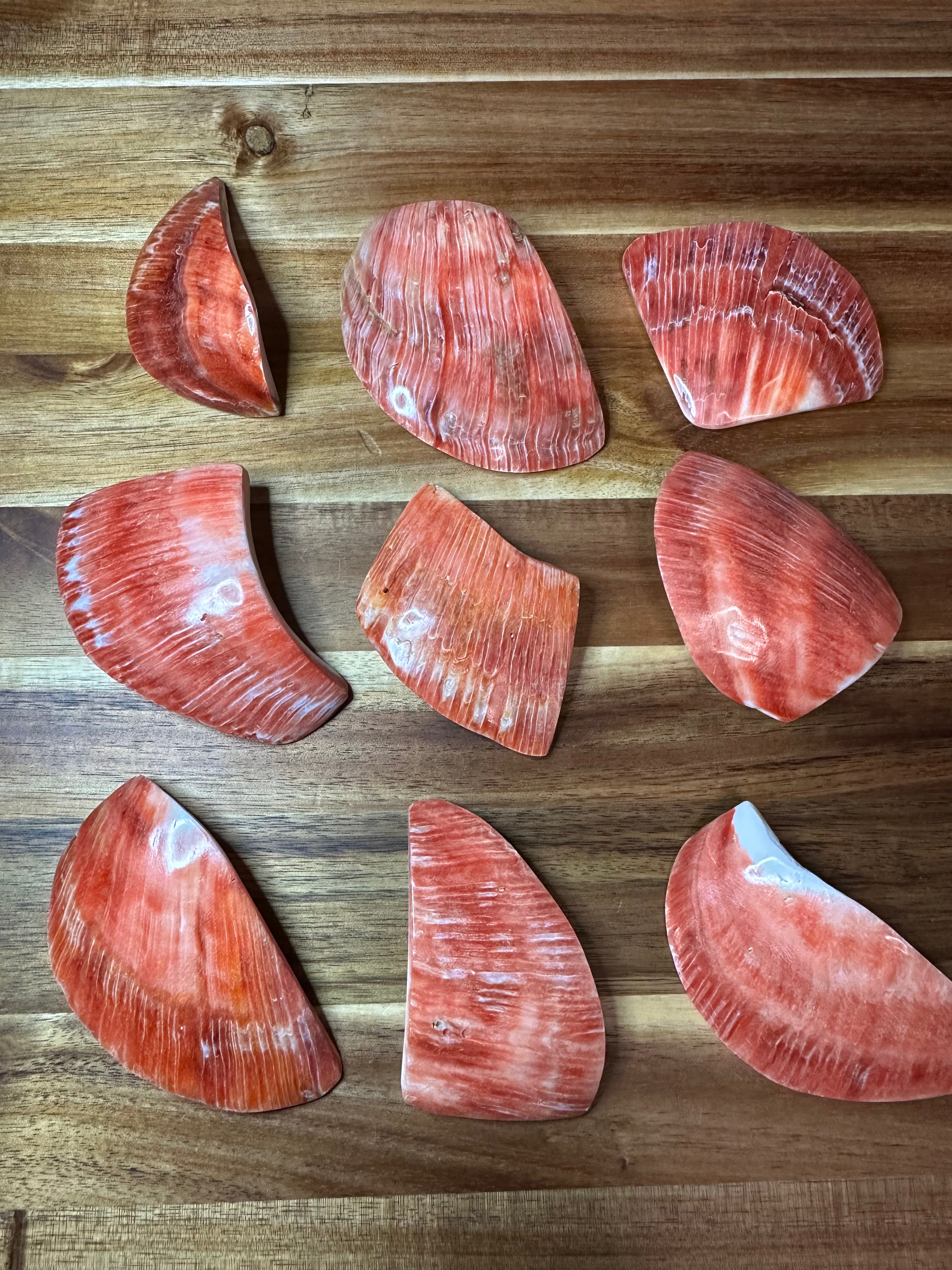Spiny Oyster Polished Pieces Red/Orange (1 Piece)